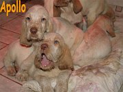 01Apollo_puppies 01
